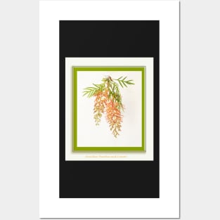 Grevillea, 'peaches and cream' Posters and Art